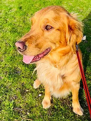 Name Golden Retriever Dog Lenny