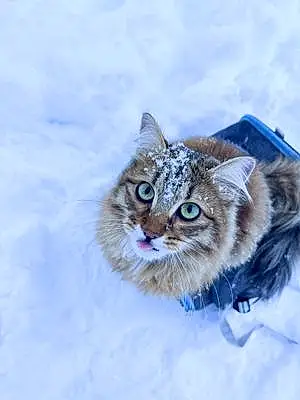 Siberian Cat Merlin