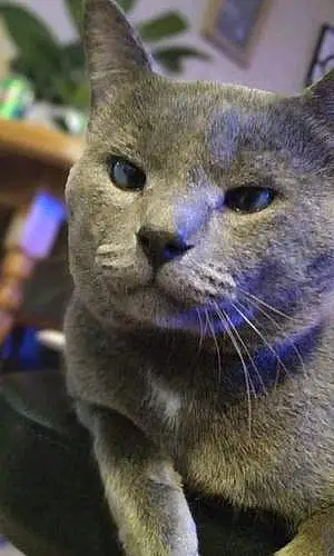 Russian Blue Cat Ash