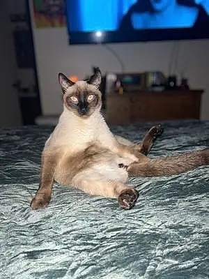 Name Siamese Cat Butters