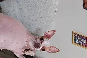 Name Chihuahua Dog Babygirl