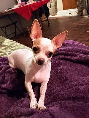 Name Chihuahua Dog Babygirl