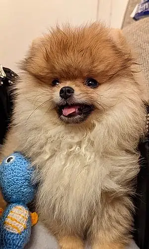Pomeranian Dog Mochi