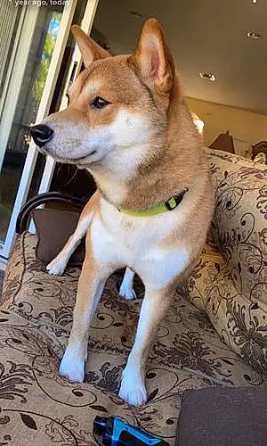 Name Dog Kobe