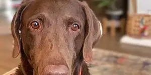 Name Labrador Retriever Dog Huck