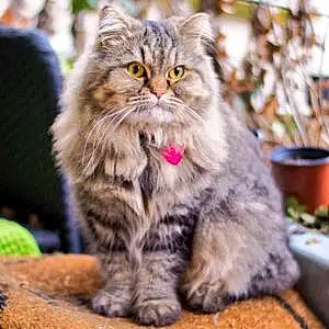 Siberian Cat Pursey