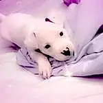 Hand, Purple, Toy, Flash Photography, Eyelash, Pink, Petal, Violet, Plant, Happy, Magenta, Furry friends, Companion dog, Nail, Macro Photography, Linens, Flesh, Black & White, Paw, Whiskers