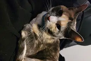 Name American Shorthair Cat Cotton
