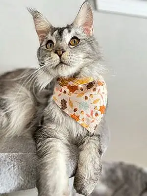 Siberian Cat Zoey