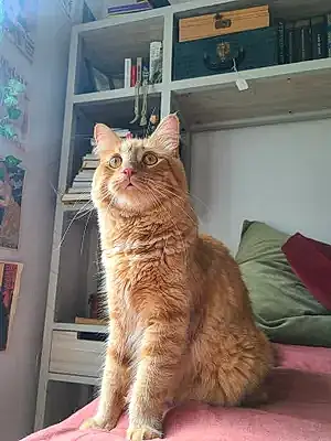 Turkish Angora Cat Captain Oliver