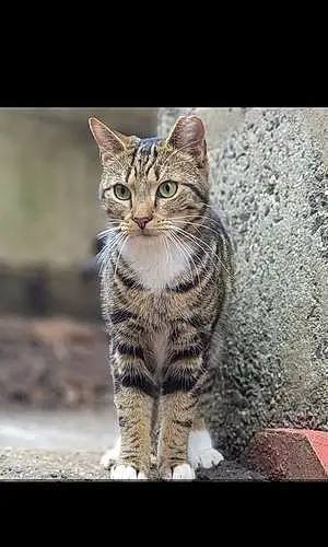Name American Shorthair Cat Buttercup