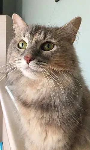 Siberian Cat Daisy