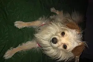 Name Chihuahua Dog Brodie