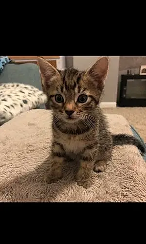 Name Cat Hendrix