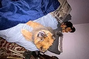 Pomeranian Dog Zeus