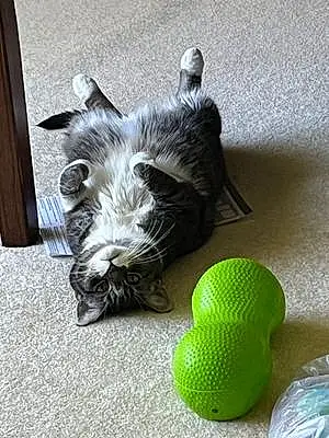Tabby Cat Gizmo