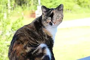 Name Cat Duchess