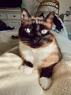 Siamese Cat Koni