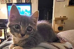 Name Tabby Cat Arya