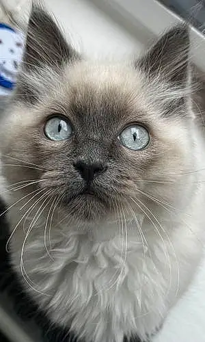 Name Ragdoll Cat Dottie