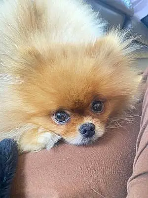 Pomeranian Dog Gus