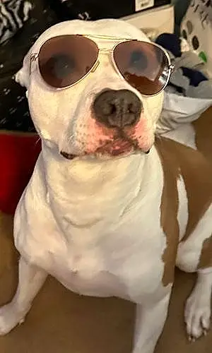 Pitt Bull Terrier Dog Astro
