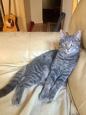 Tabby Cat Sebastian