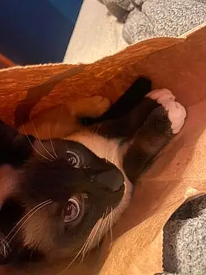 Siamese Cat Mushi