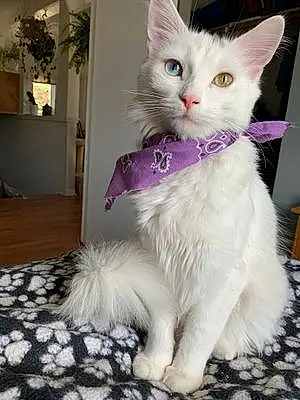 Turkish Angora Cat Sherlock