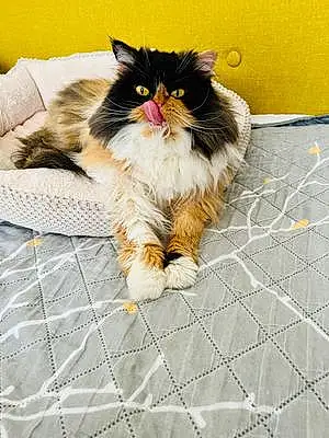Name Persian Cat Betty