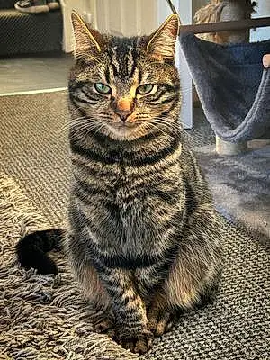 Tabby Cat Loki