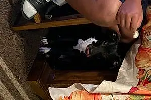 Name Labrador Retriever Dog Kobe