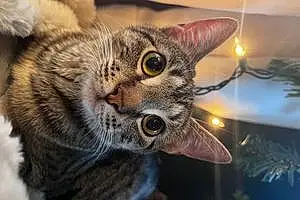 Tabby Cat Basil