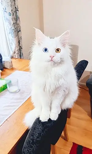 Turkish Angora Cat Princess Bibi
