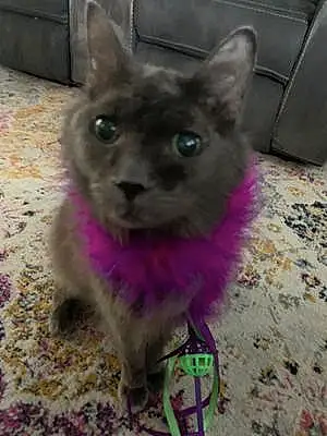 Name Oriental Longhair Cat Bruiser