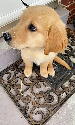 Name Golden Retriever Dog Enzo