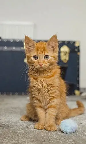 Name British Shorthair Cat Amber