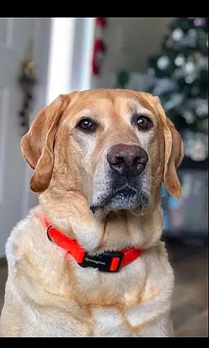 Name Labrador Retriever Dog Kona