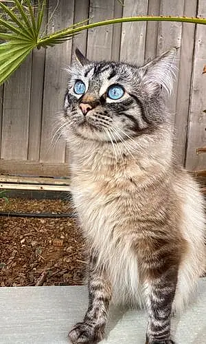Name Siberian Cat Figaro