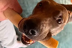 Name Pitt Bull Terrier Dog Koko