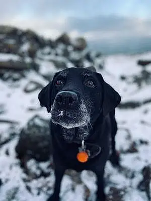 Winter Labrador Retriever Dog Kelpie
