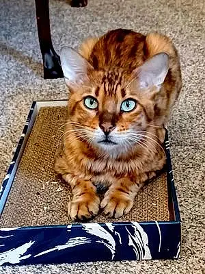 Name Bengal Cat Cheeto