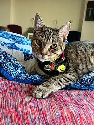 Name Tabby Cat Egypt