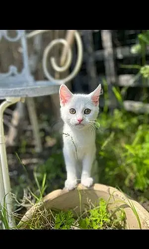 Turkish Angora Cat Tinkerbell