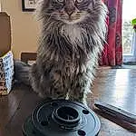 Cat, Felidae, Carnivore, Small To Medium-sized Cats, Grey, Whiskers, Automotive Tire, Snout, Furry friends, Wood, Domestic Short-haired Cat, Terrestrial Animal, Circle, Ball, British Longhair, Box, Maine Coon, Metal, Symbol