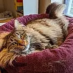 Cat, Comfort, Carnivore, Textile, Small To Medium-sized Cats, Felidae, Whiskers, Fawn, Wood, Cat Supply, Window, Hardwood, Cat Bed, Tail, Furry friends, Domestic Short-haired Cat, Chair