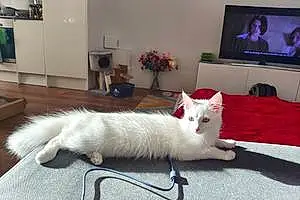 Turkish Angora Cat Isobel