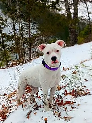 Winter Dog Tessa