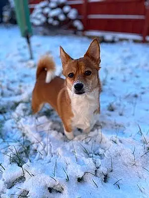 Winter Jack Russell Dog Winnie