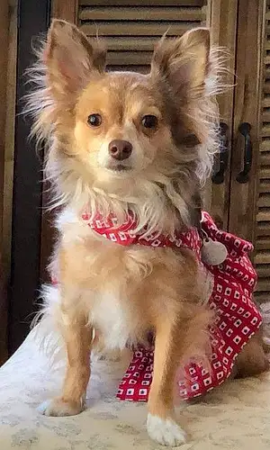 Name Chihuahua Dog Hope